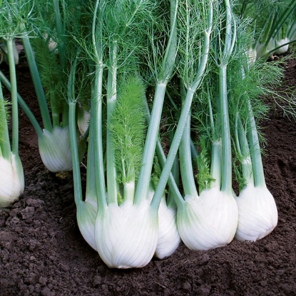 Picture of Fennel Rondo F1